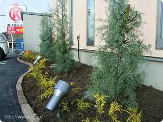 コニファ植栽