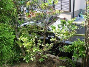 施工事例 No.043　トキワマンサク、...