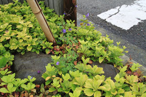 施工事例 No.156　新築造園工事（造...