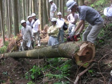 国産杉構造用合板 - 新栄合板工業株式会...