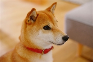 穏やかな時間を愛犬とともに | リノベー...
