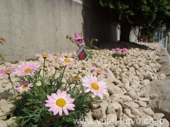 花壇を防草･防犯砂利で雑草対策 | 福岡...
