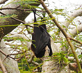 写真：クビワオオコウモリ（沖縄県）