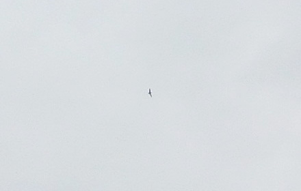 写真：空を舞うコアジサシ（手持ちのカメラの性能上これが精一杯でした）