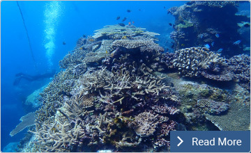 Coral Net | Pick Up ...