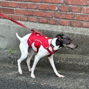 前田敦計画工房｜犬・猫と暮らす住宅設計に...