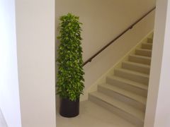 観葉植物施工例　オフィス・事務所