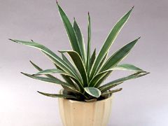 観葉植物施工例　オフィス・事務所