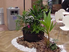 観葉植物施工例　寄せ植え・アレンジメント