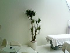 観葉植物施工例　病院・サロン