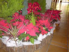 観葉植物レンタル施工事例 | やまと園芸