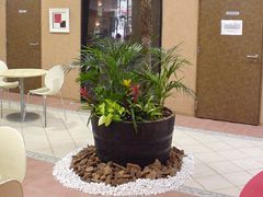 観葉植物レンタル施工事例 | やまと園芸