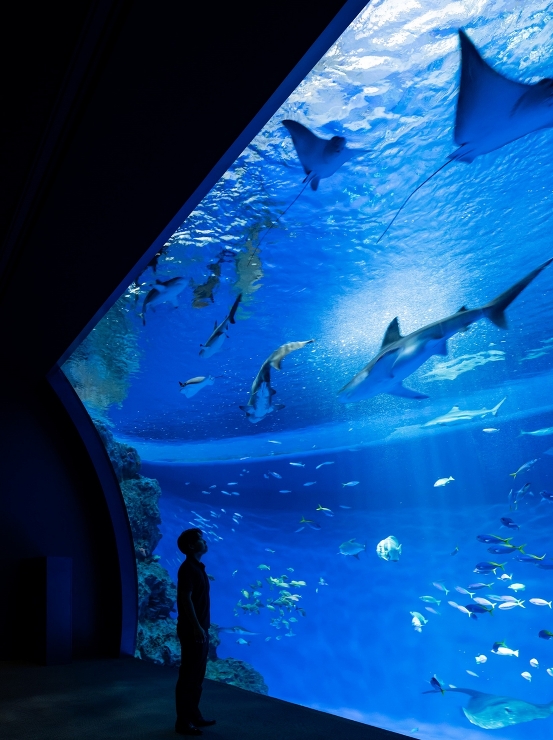 神?須磨シーワールド - 竹中のデザイン...