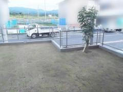  シンボルツリー 植栽 常緑シマトネリコ+芝生張り 姫高麗芝