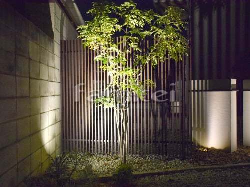 シンボルツリー シマトネリコ 常緑樹 植...