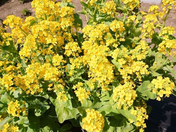 春の家庭菜園　野菜の花も咲いてます|井戸...