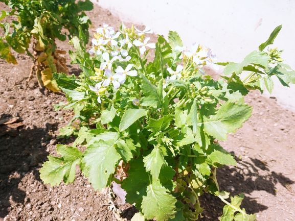 春の家庭菜園　野菜の花も咲いてます|井戸...