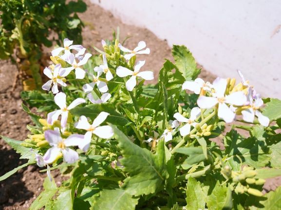 春の家庭菜園　野菜の花も咲いてます|井戸...