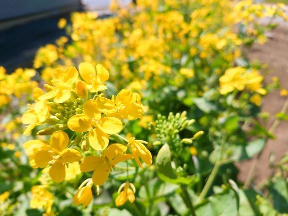 春の家庭菜園　野菜の花も咲いてます|井戸...