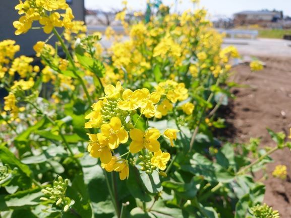 春の家庭菜園　野菜の花も咲いてます|井戸...