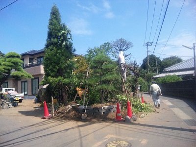 移植作業