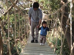ツリーハウスと吊橋