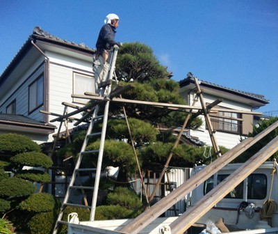 松の手入れ中