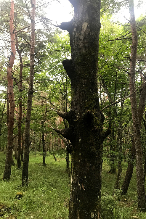 アトリエ・フィッシュ｜建築設計デザイン事...