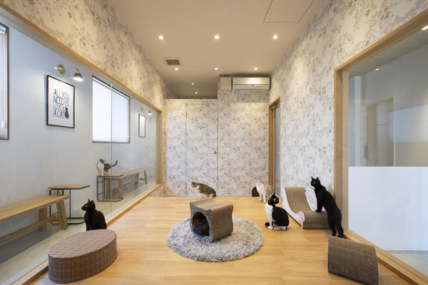 保護猫カフェ　Chaton