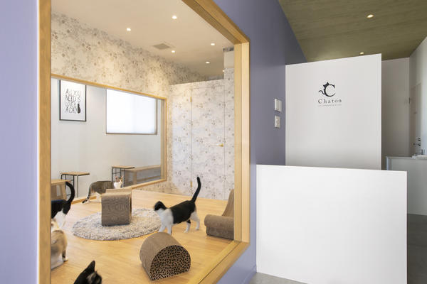 保護猫カフェ　Chaton