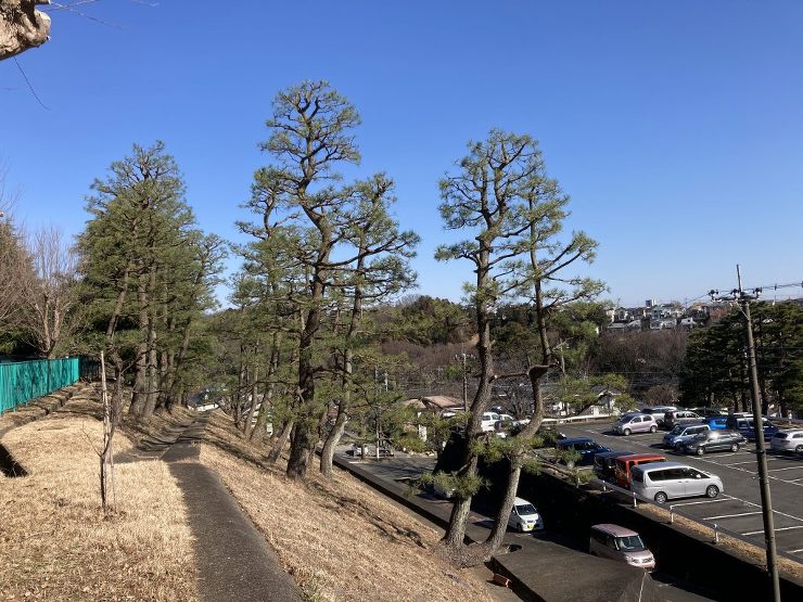 松、剪定、植木屋