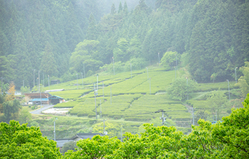 商品ラインナップ 建築用木材の『山共』|...