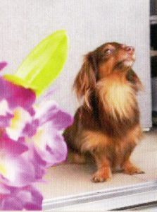 ペットと暮らす