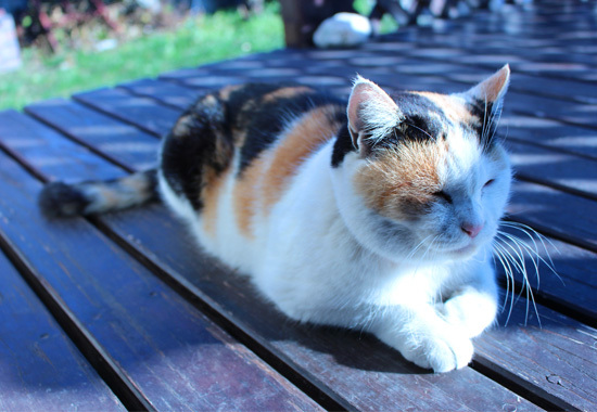 【設置後】滑りやすくなる・高温になるタイミング