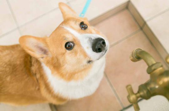 立水栓を見上げるワンちゃん