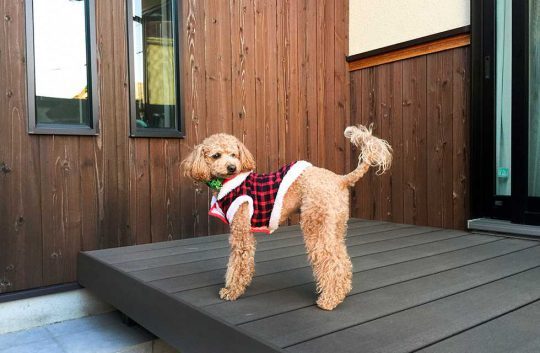 愛犬のふく君と一緒にくつろげる空間が完成♪