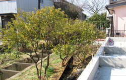 ヴァリアス・ガーデンズの施工例外構工事[オープンスタイル＋デッキフェンス＋植栽]横浜市泉区中田東K様邸外構・木樹脂デッキ・植栽工事着工前写真2