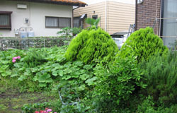 ヴァリアス・ガーデンズの施工例[ガーデン＋リフォームガーデン工事]藤沢市宮原Y様邸お庭・リフォームガーデン工事着工前写真7