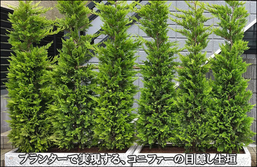 プランターへ植栽した生垣風のコニファーで目隠し効果を-八千代市S様邸