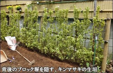 人工竹垣の下空き部分を補うキンマサキの生垣-松戸市Ｈ様邸