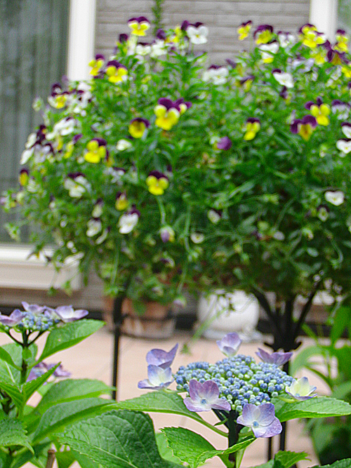 ＞【庭づくりの施工例】 - 杉並区・武蔵...