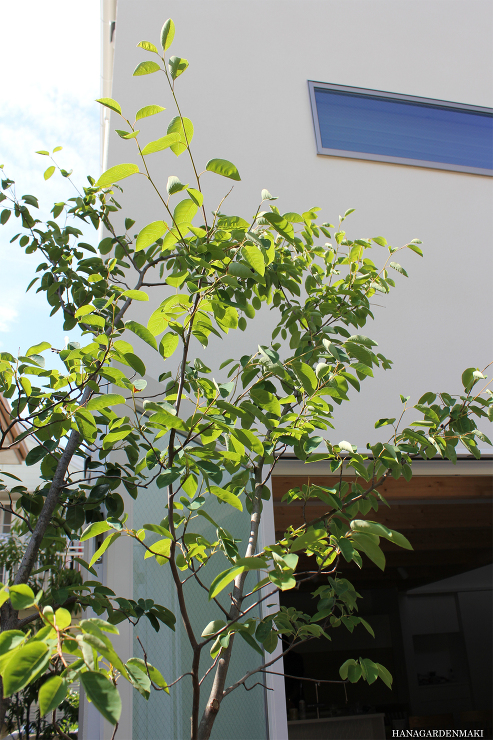 ＞【庭づくりの施工例】 - 杉並区・武蔵...