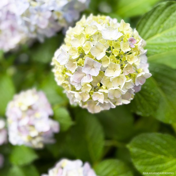 庭づくりお申込み・お問合せ・無料相談はこちら