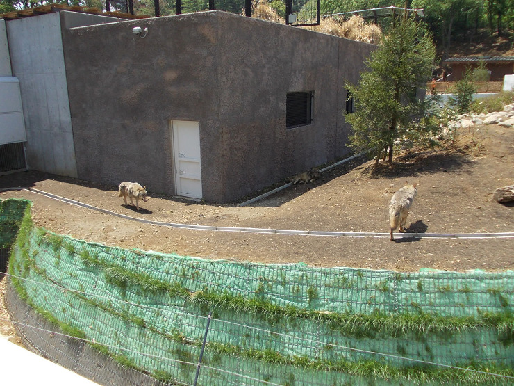 多摩動物公園　アジアの平原 | 高橋上田...