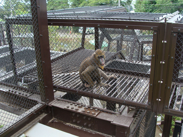 かみね動物園　サルの楽園 | 高橋上田設...