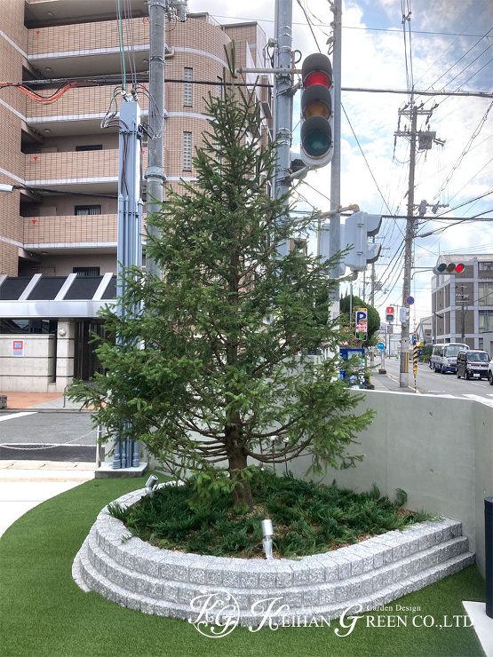 大きなモミノキがシンボルツリー　クリニックのエントランス　京都市