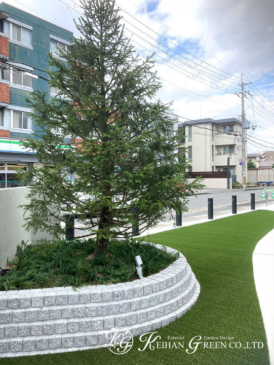 大きなモミノキがシンボルツリー　クリニックのエントランス　京都市
