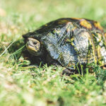 京阪グリーン | 滋賀・京都・大阪のエク...