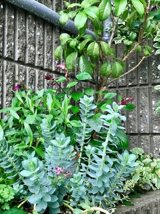 黒谷の庭 | green + garde...