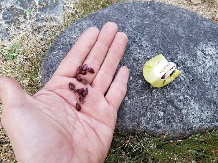 種は山梨に持ち帰り春に植えつけますね